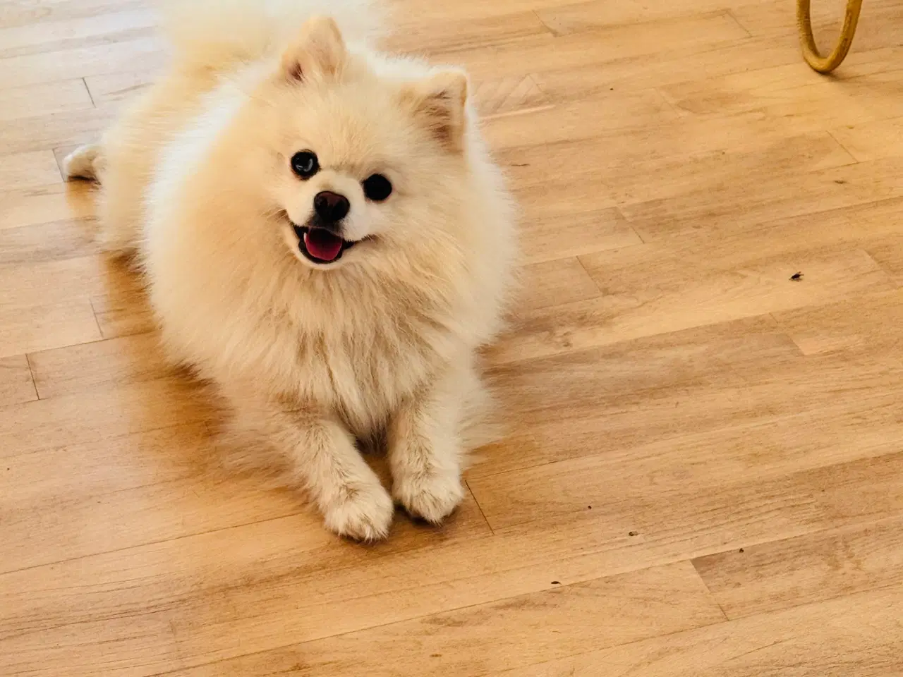 Billede 5 - Pomeranian Merle hvalp 