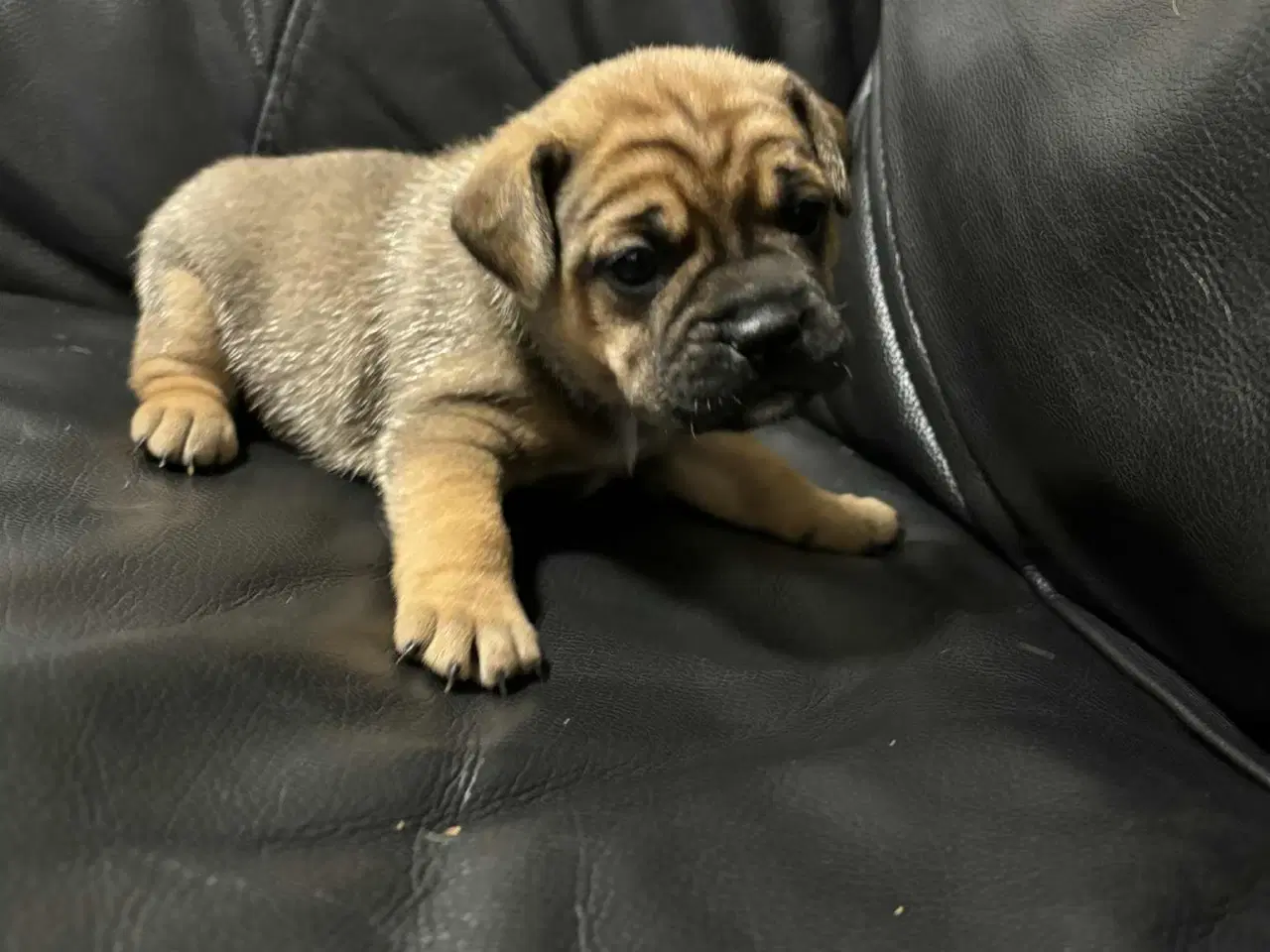 Billede 2 - D/s gårdhund- Fransk Bulldog