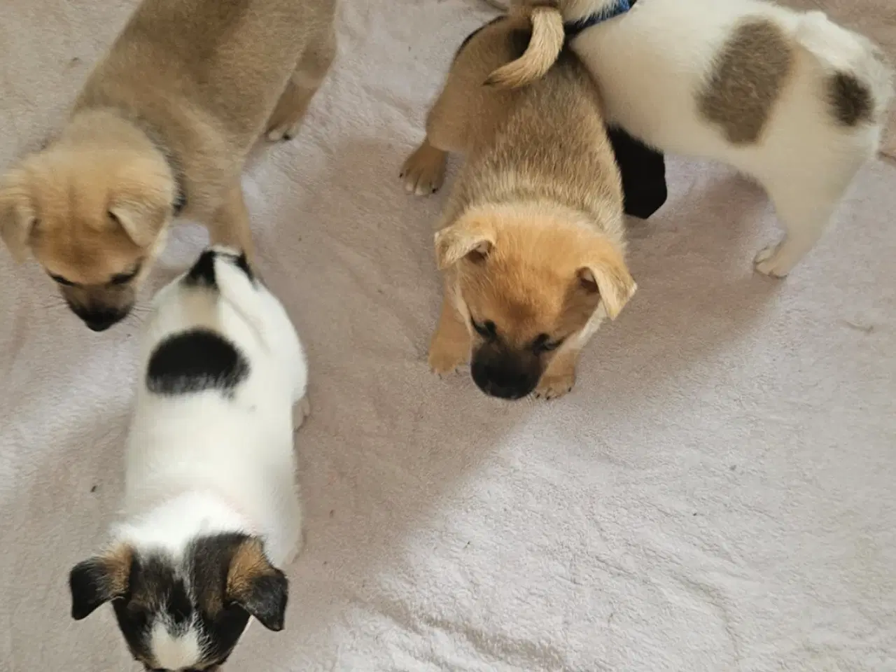 Billede 6 - Hundehvalpe 