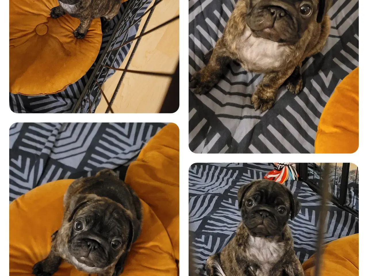 Billede 4 - Mops/Fransk bulldog hvalpe