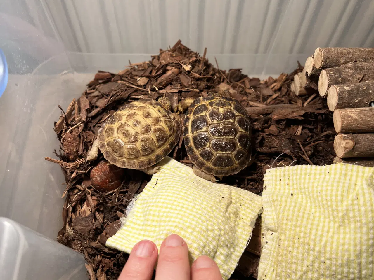 Billede 1 - To russiske land skildpadder sælges