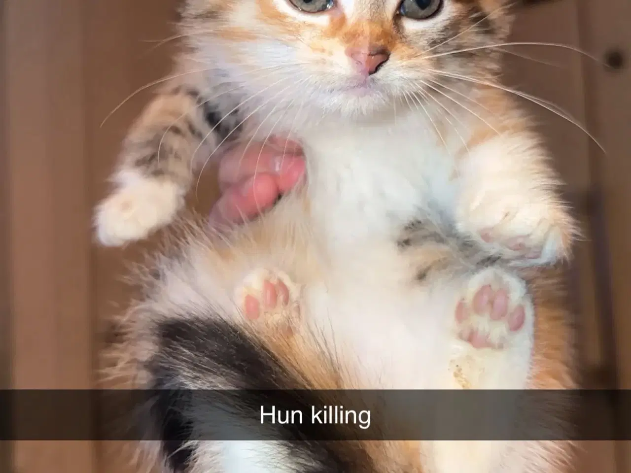 Billede 4 - Søde kælen katte killinger