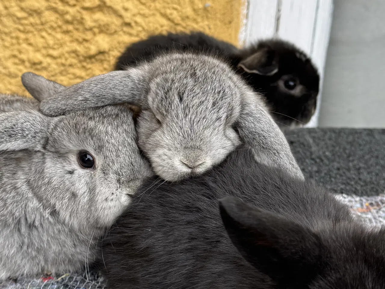 Billede 15 - Dværgvædder unger sælges