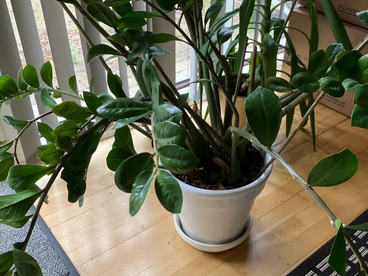 Billede 2 - Store stue-planter