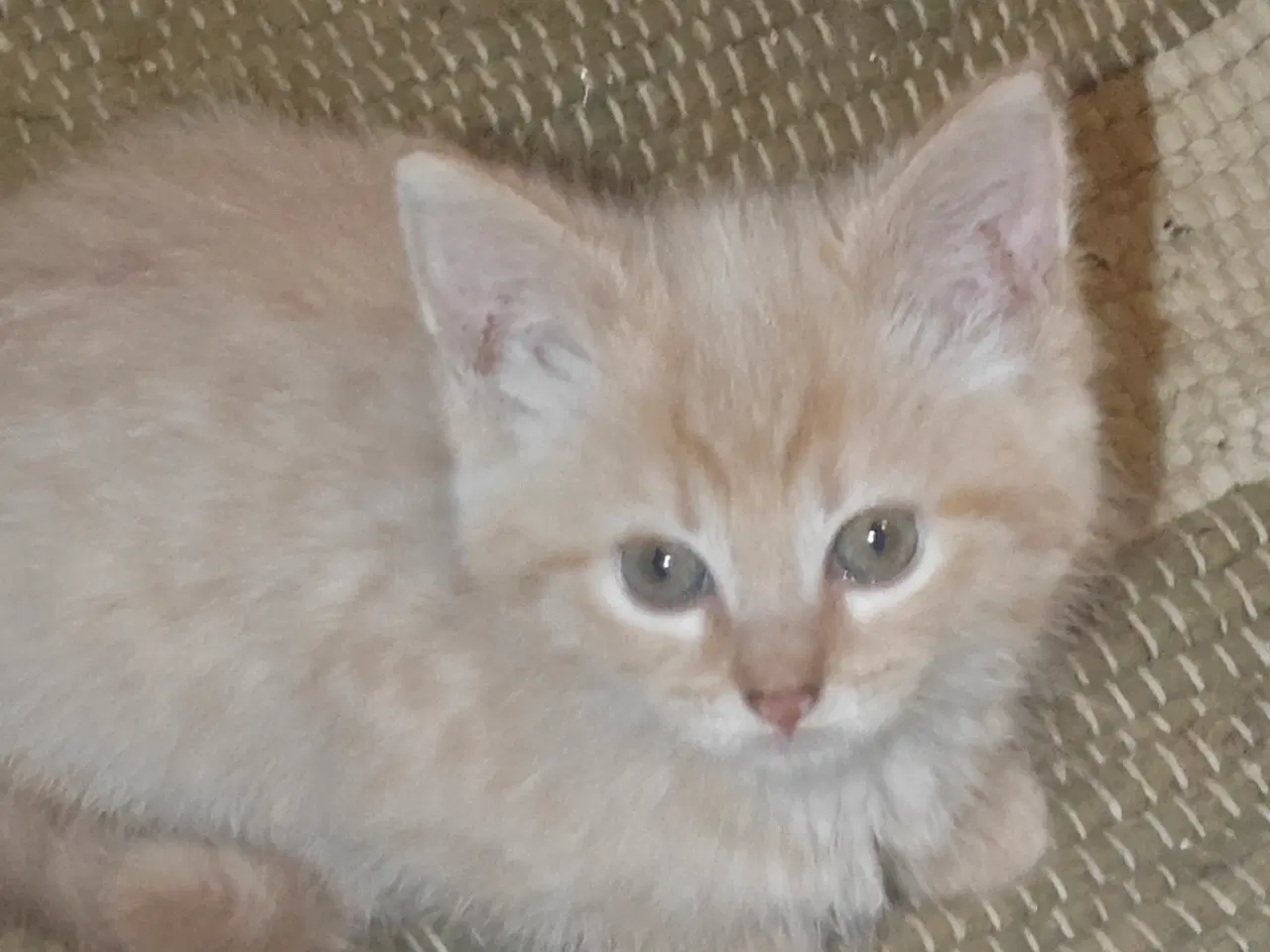 Billede 4 - Vidunderlige kattekillinger