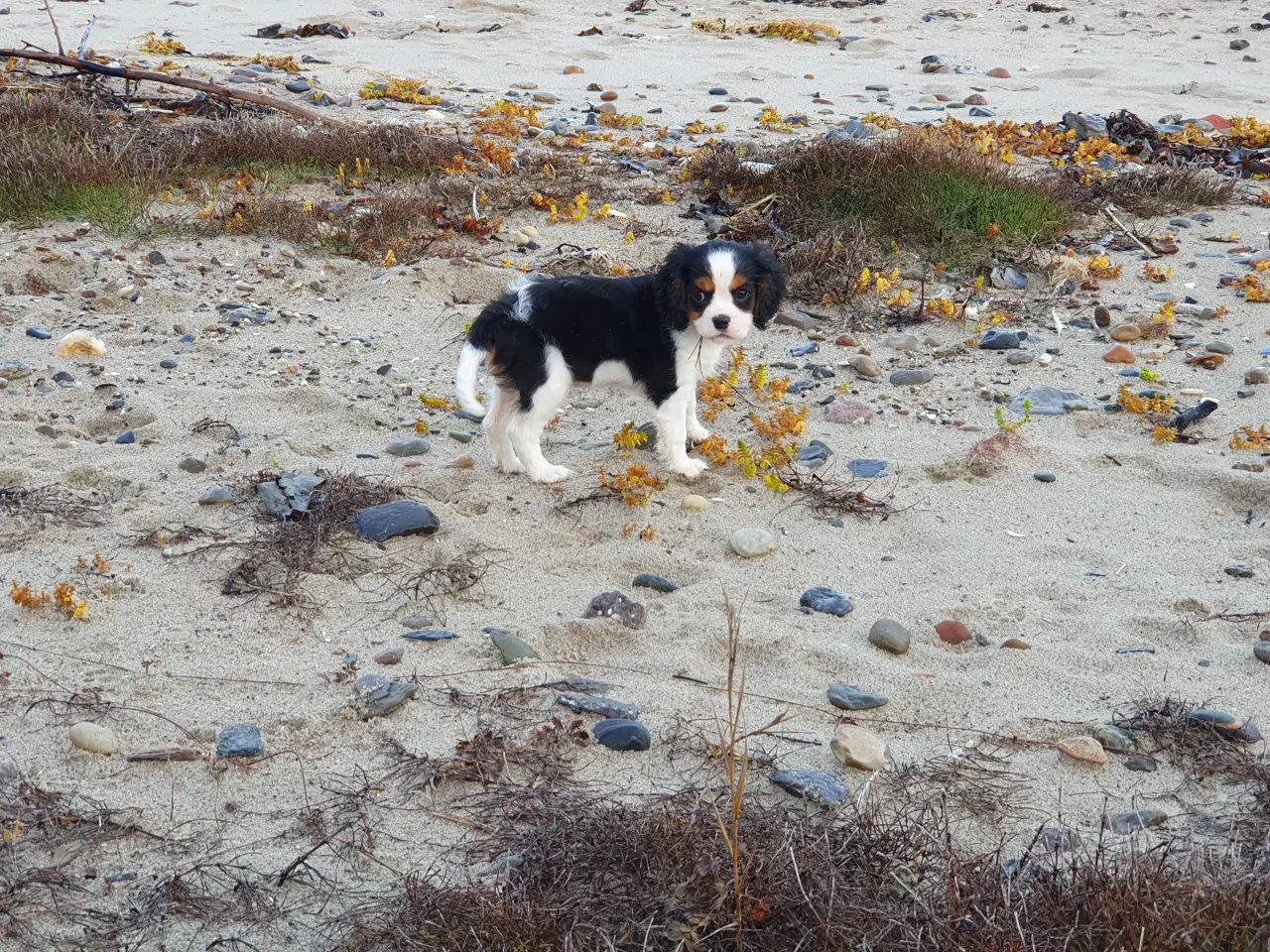 Billede 1 - Cavalier king charles spaniel 