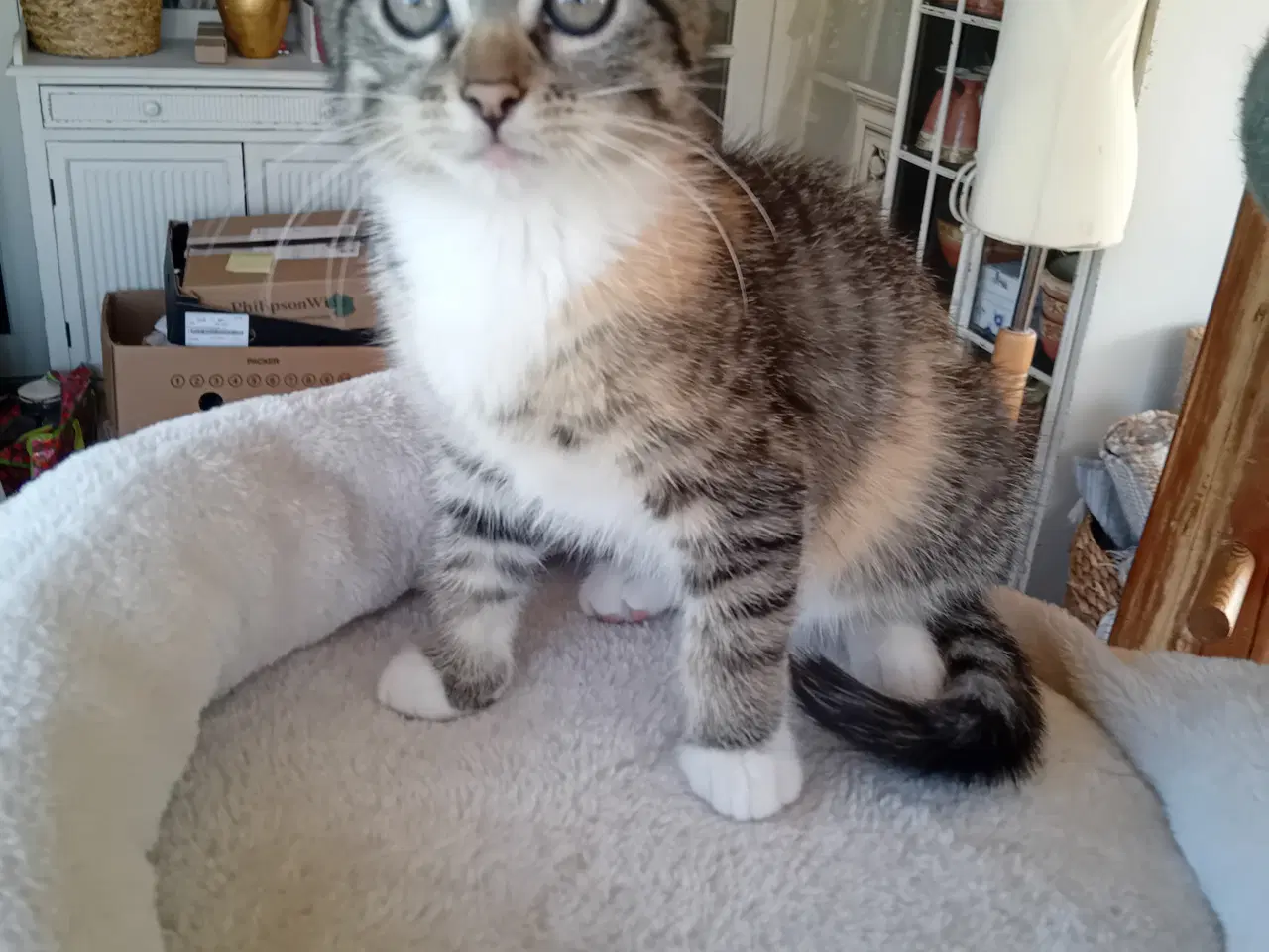 Billede 3 - Maincoon blanding