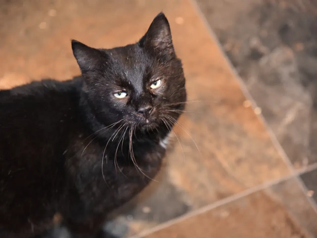 Billede 12 - British Bombay male cat