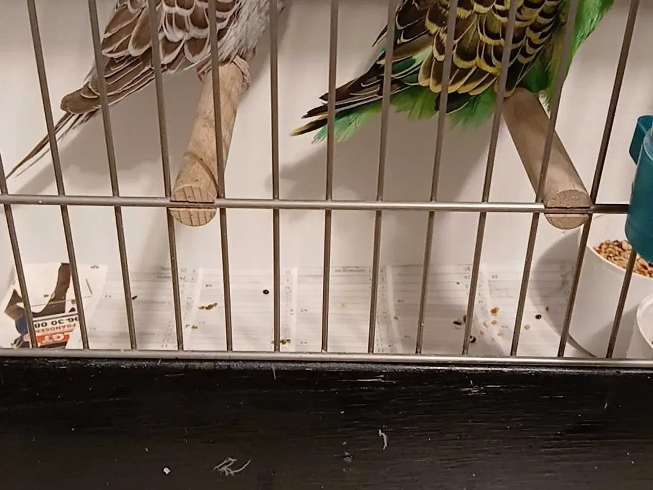 Billede 7 - 1 par Engelske undulater