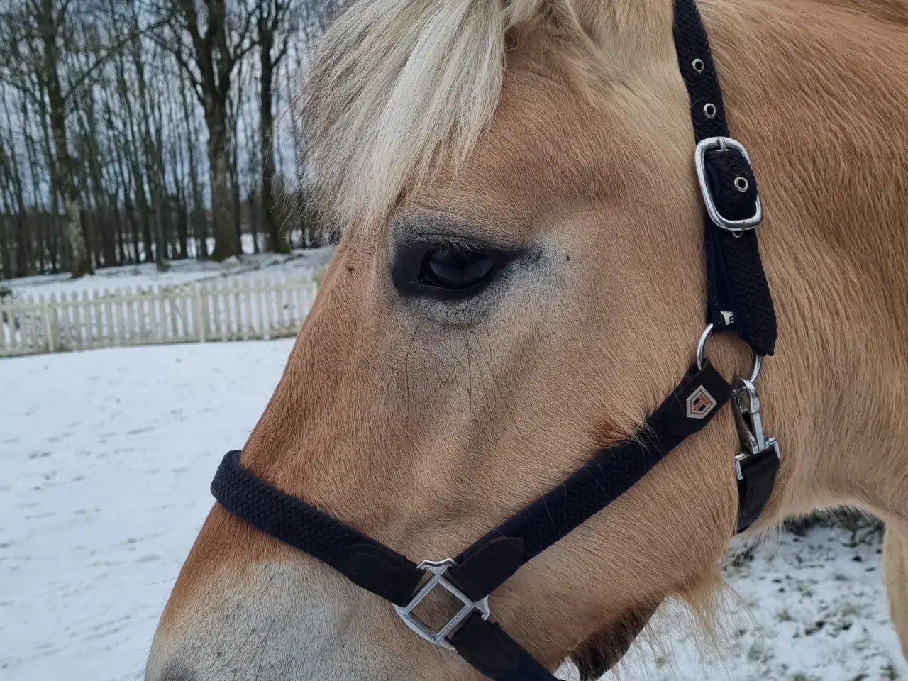 Billede 6 - Fjordhest hoppe 10 år