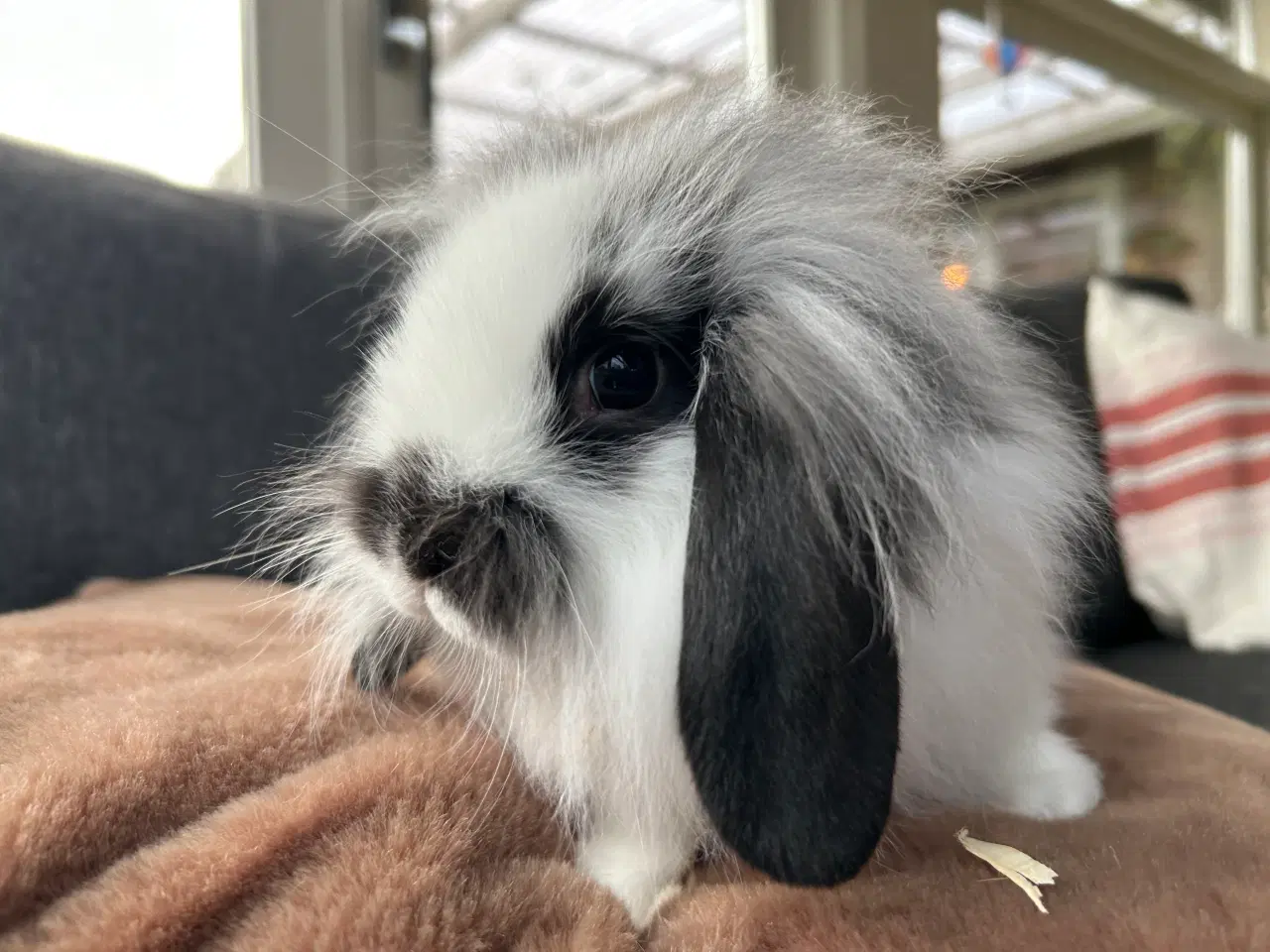 Billede 10 - De sødeste kaninunger søger nyt hjem