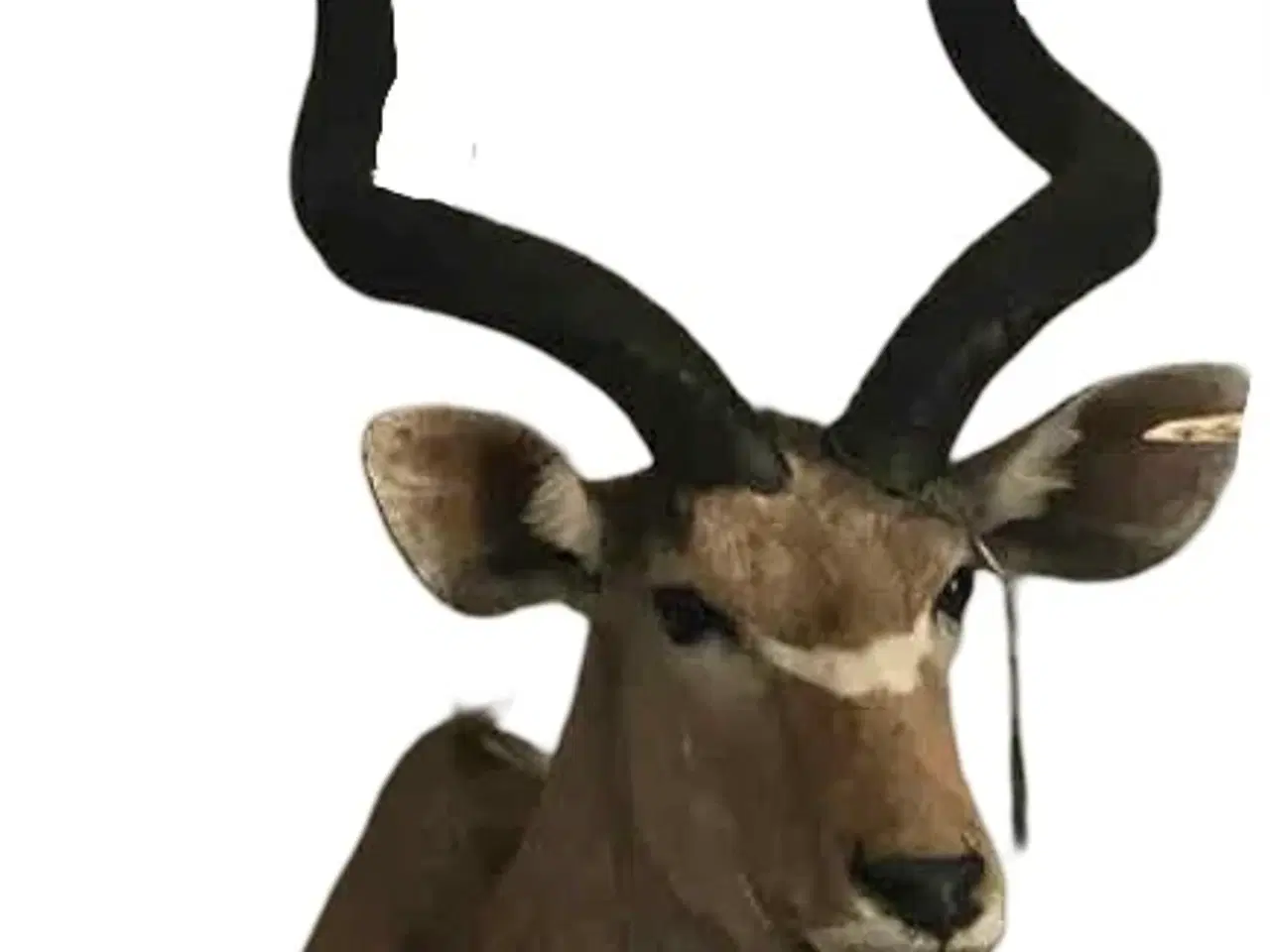 Billede 1 - Kudu og gnu, udstoppet, afrikanske dyr