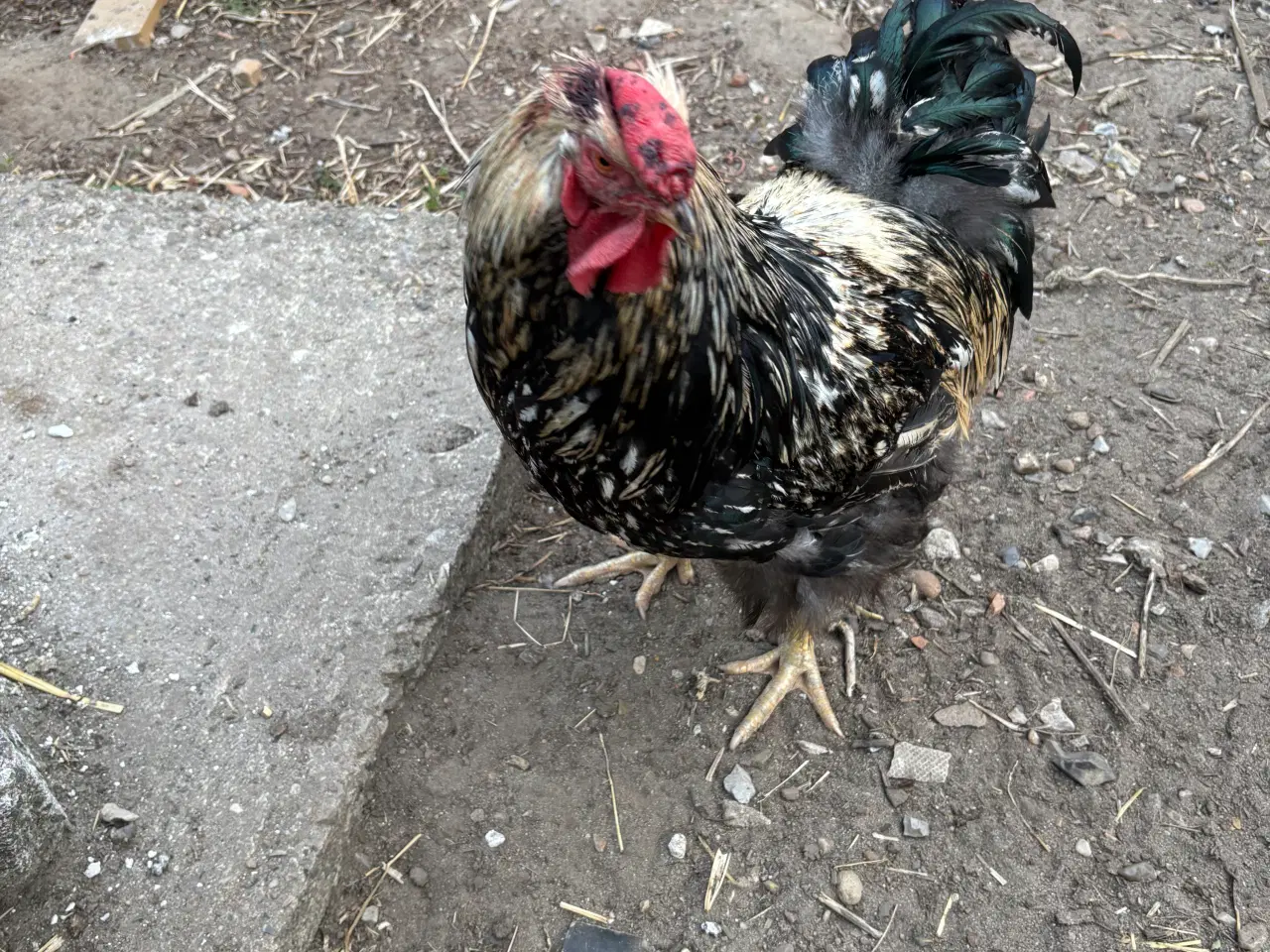 Billede 1 - Wyandotter haner