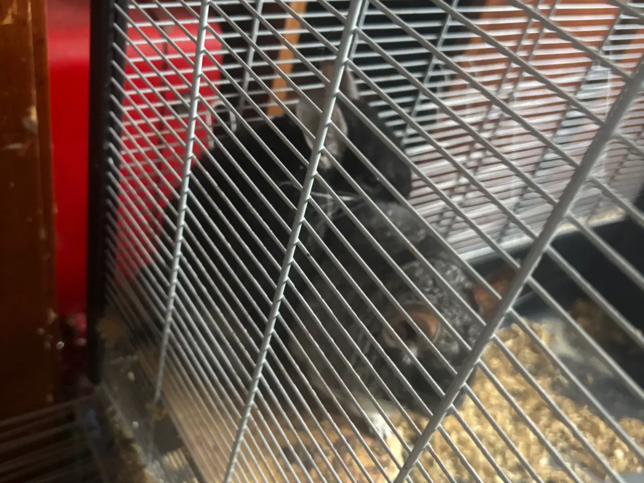 Billede 6 - To drenge chinchilla 