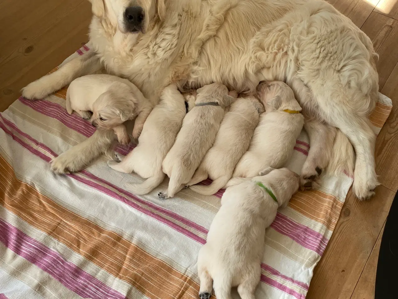 Billede 16 - DKK Golden retriever hvalpe