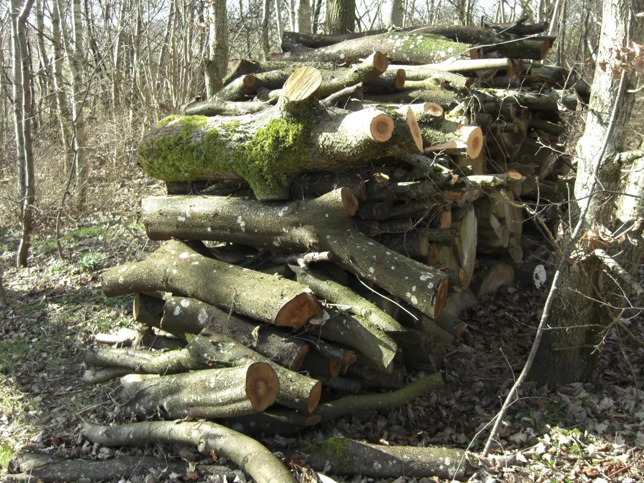 Billede 3 - Diverse løvtræ ca 6 rm