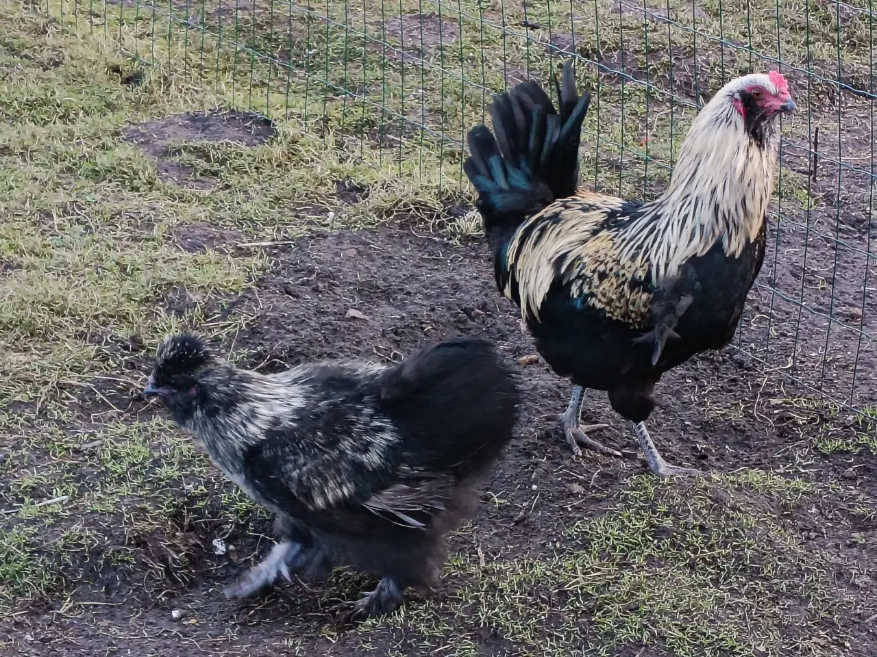 Billede 1 - Flotte ung haner Renracede Us silker/ Anden Race
