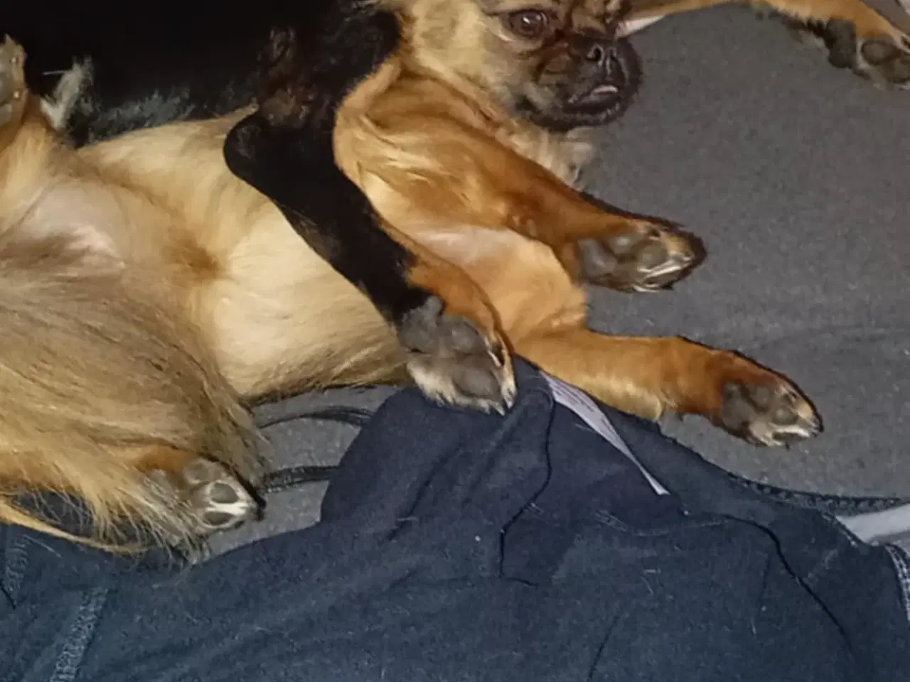 Billede 6 - chihuahua pekingeser Blanding 