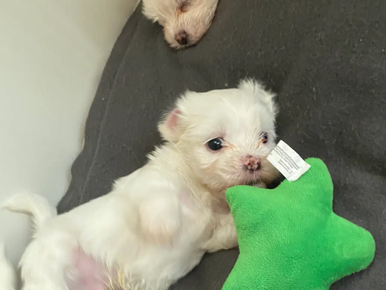 Billede 2 - 3 skønne hanhvalpe søger kærlige hjem fra d.16 nov