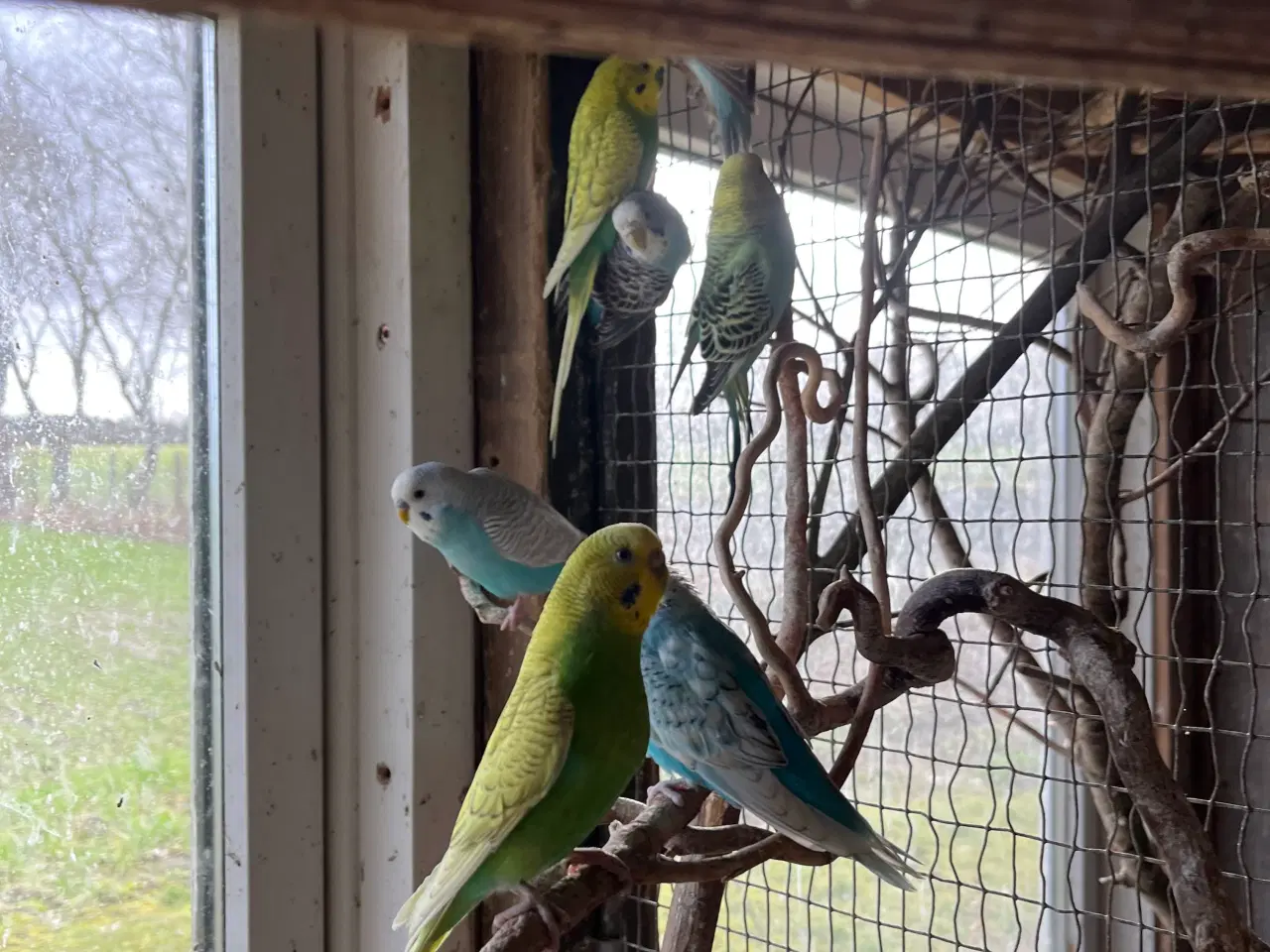 Billede 2 - Undulater