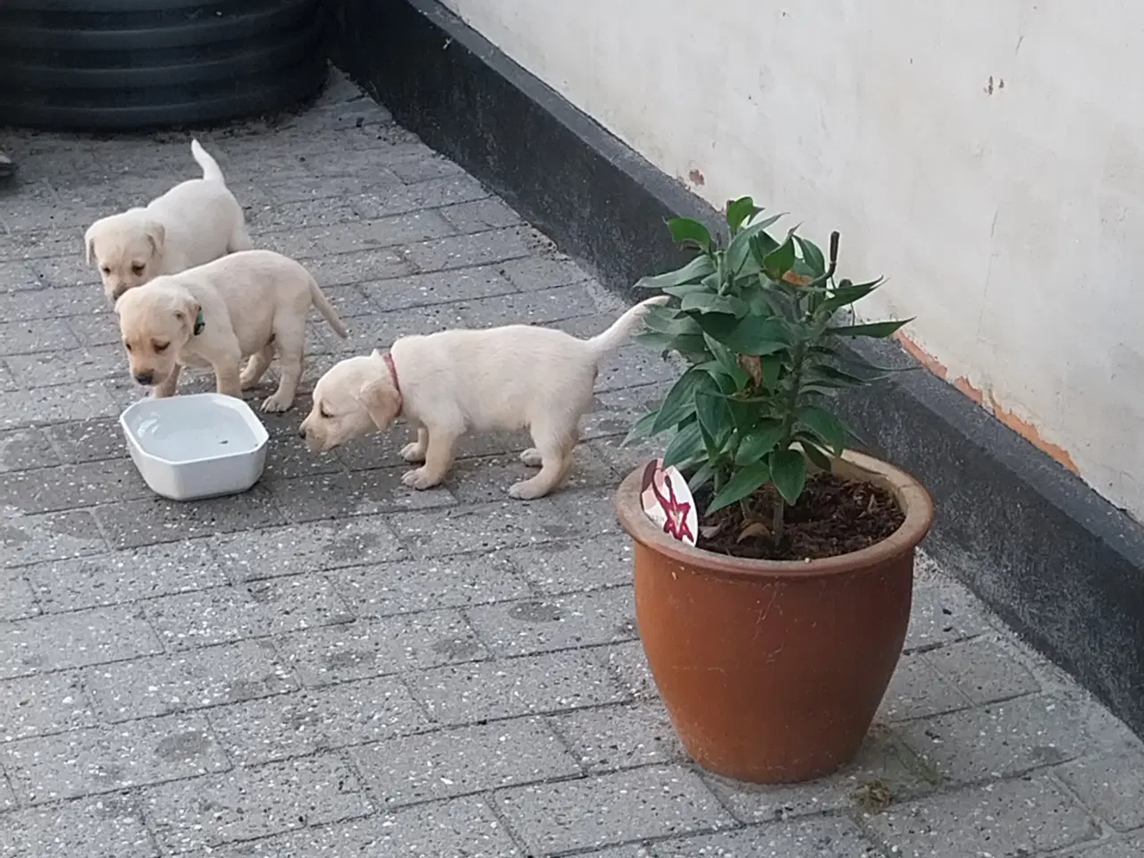Billede 9 - Gule Labrador hvalpe.