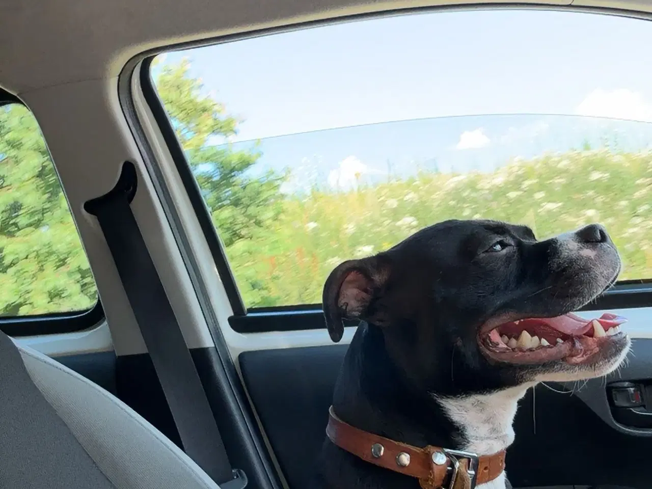 Billede 4 - Kærlig Staffordshire Bullterrier tæve på 1 år søge