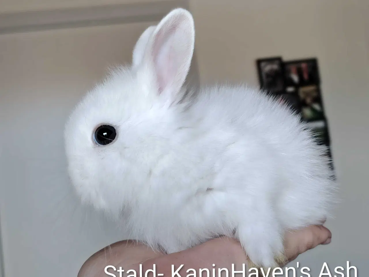 Billede 6 - 5 Stk. 100 % Indendøres Fri-Kaniner 🐰