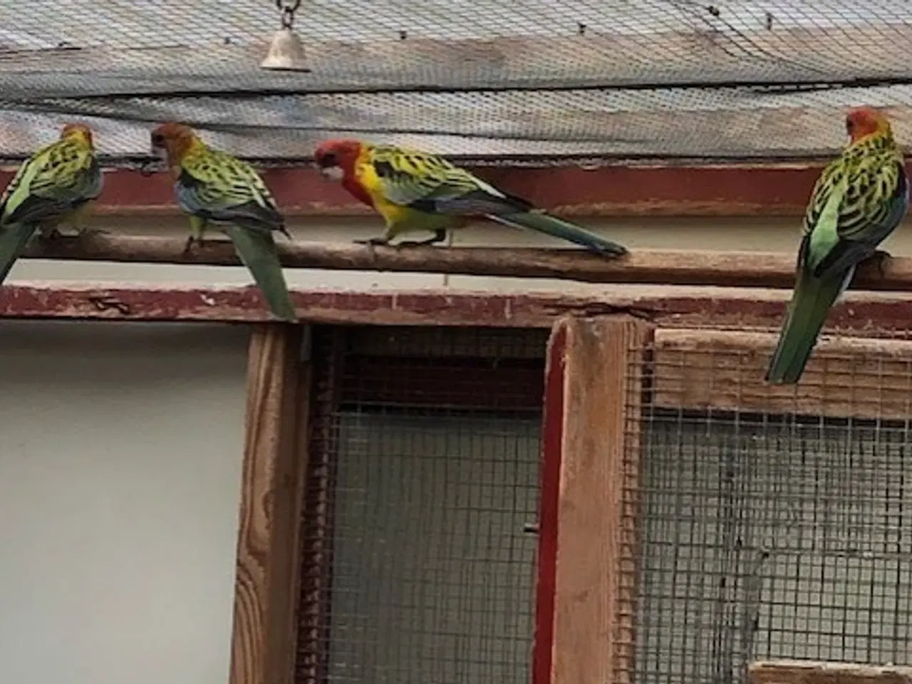 Billede 1 - Rosellaer unger fra 2025