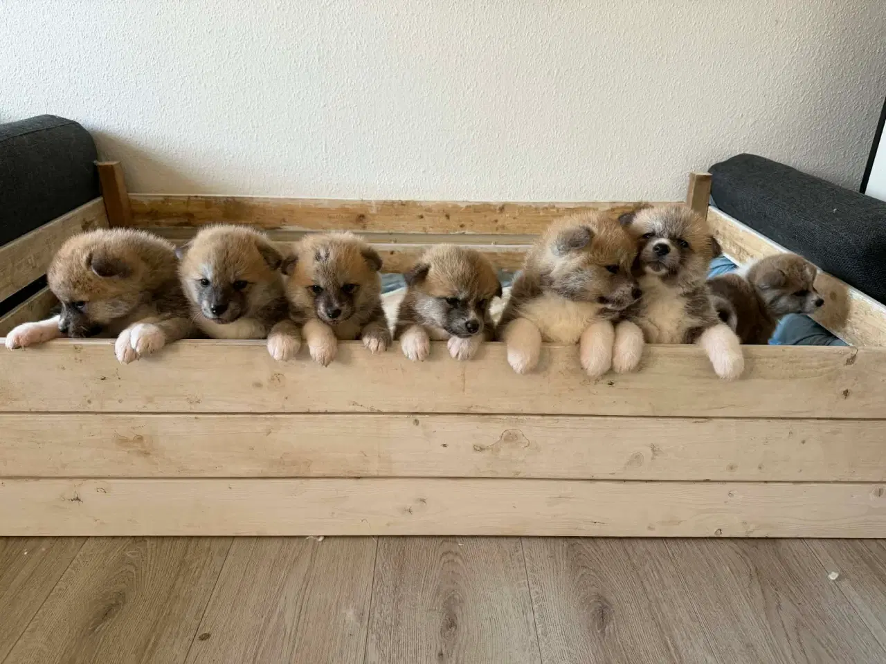 Billede 7 - Japansk Akita hvalpe