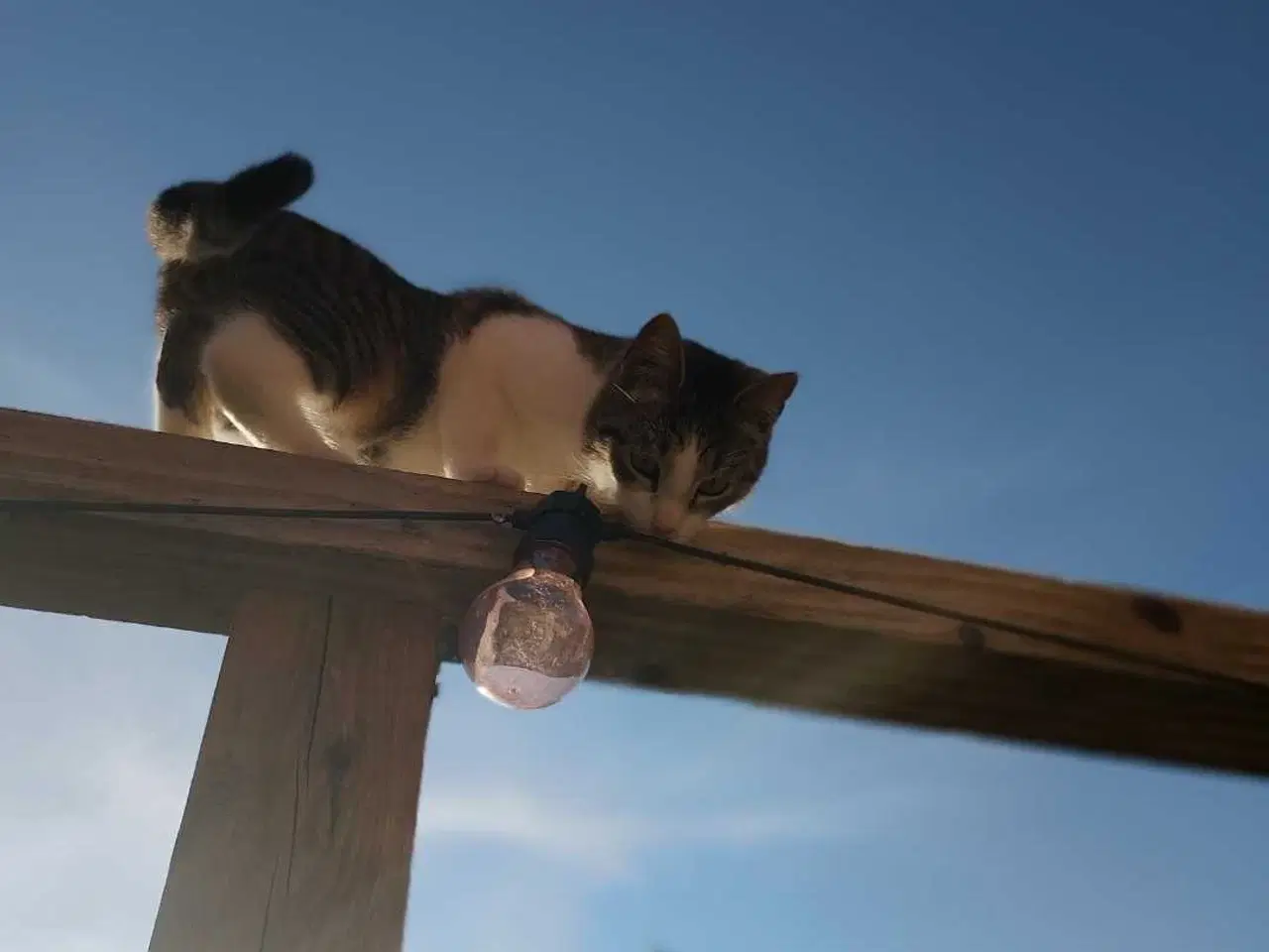 Billede 6 - Bruno søger nyt hjem