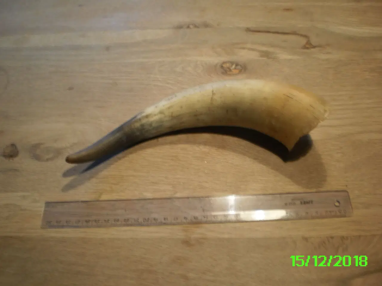 Billede 3 - Horn fra okse