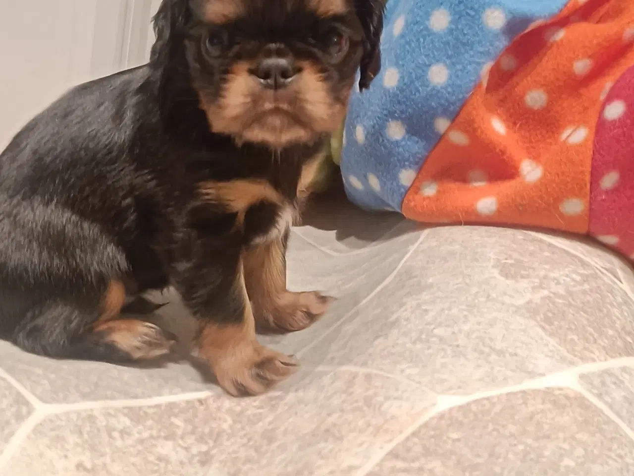 Billede 4 - King Charles Spaniel