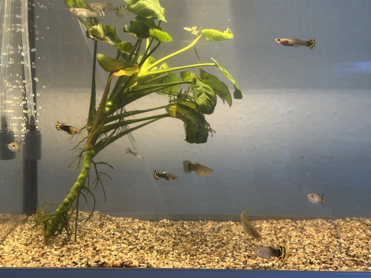 Billede 1 - Sun flower guppy ren stamme 