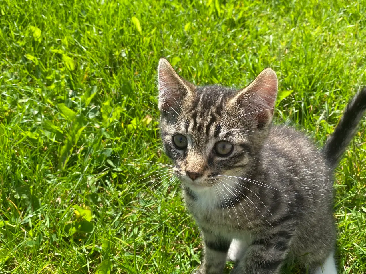 Billede 2 - Polydactyl main coon blanding 