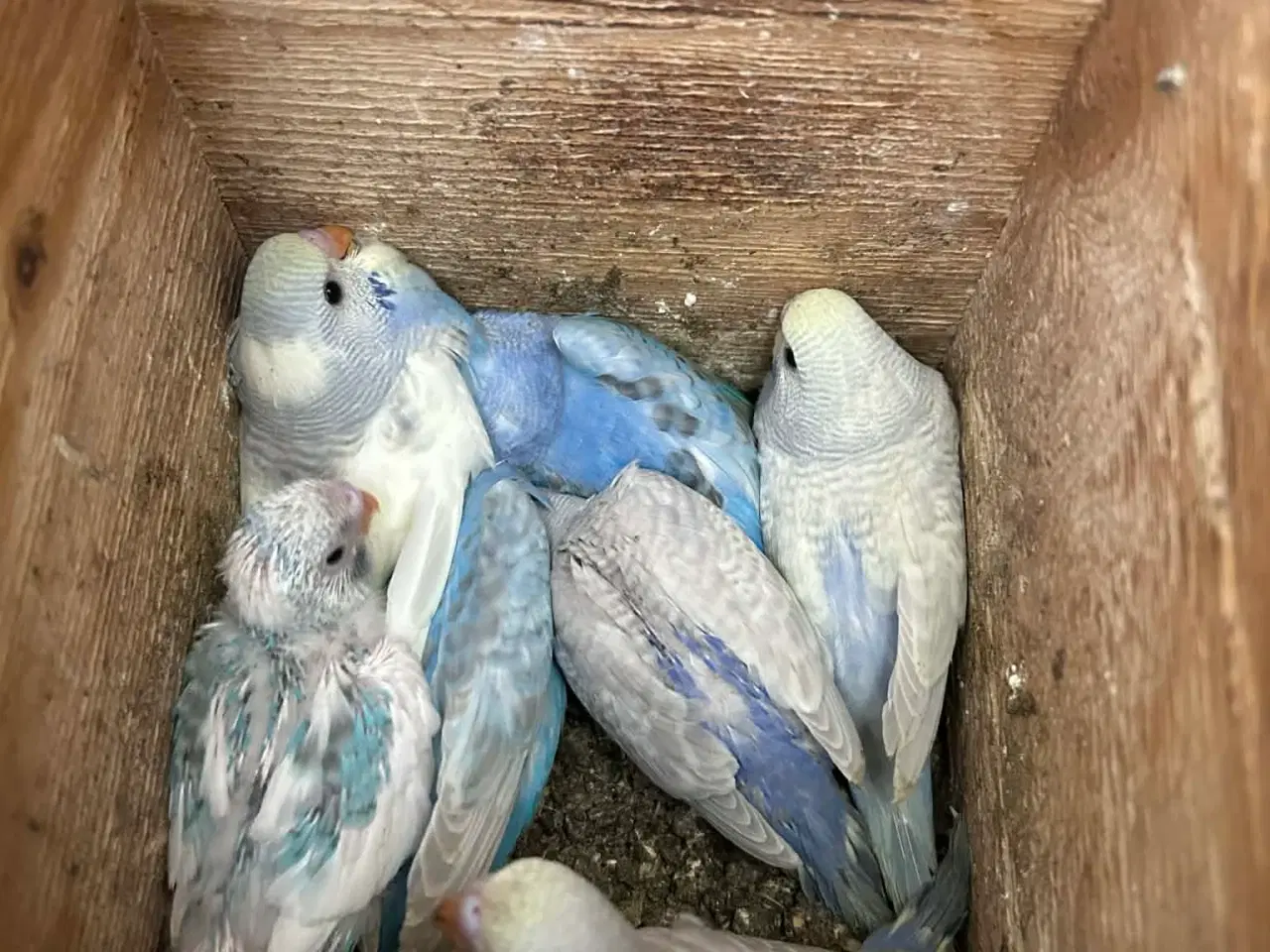 Billede 2 - Undulatunger fra 2026