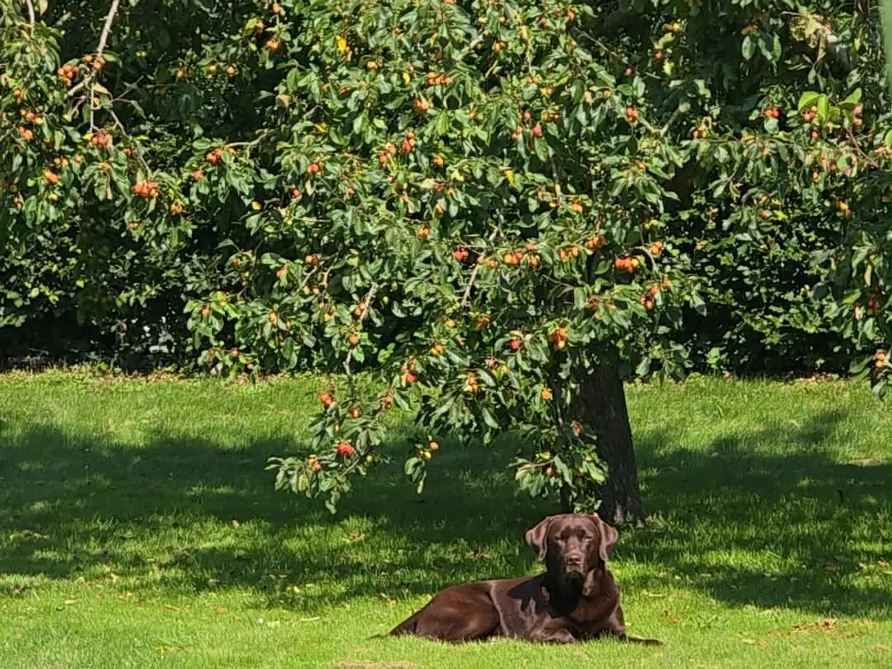 Billede 8 - Racerene sundhedskontrollerede lab hvalpe 