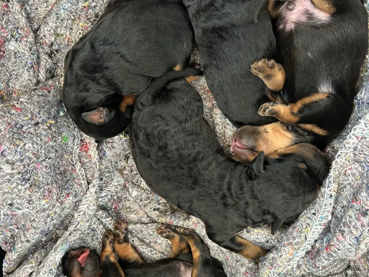 Billede 2 - Tysk jagtterrier hvalpe