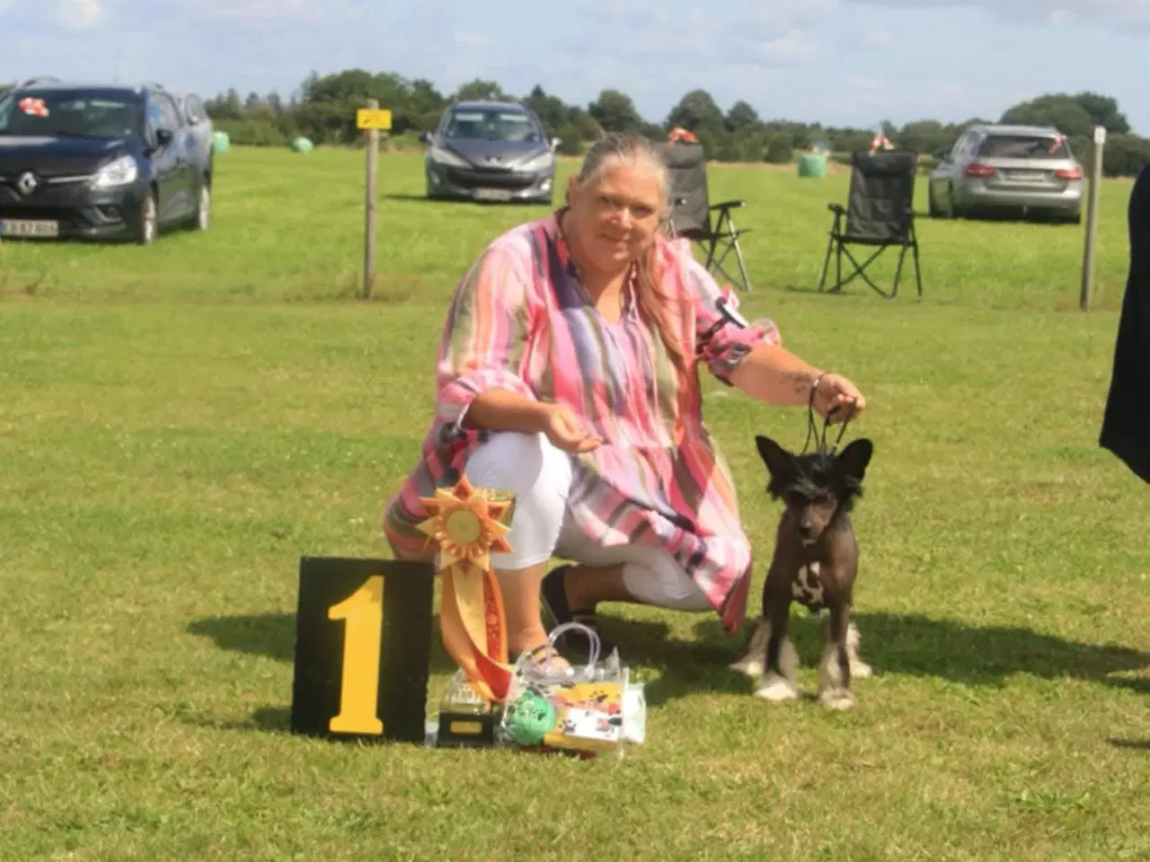 Billede 2 - Chinese crested hanhund med dkk stamtavle 