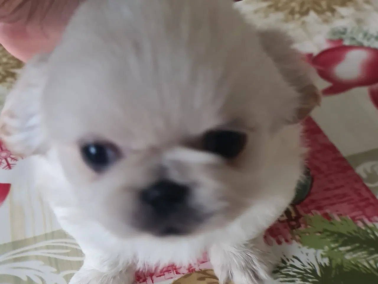 Billede 7 - 2 lækkere drenge