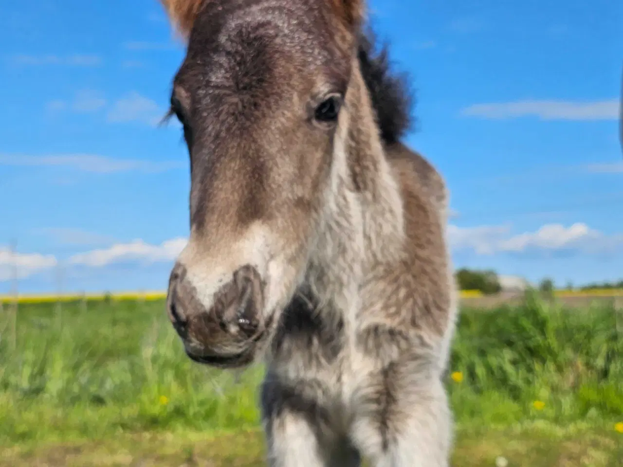 Billede 7 - Super lækkert hingsteføl💙