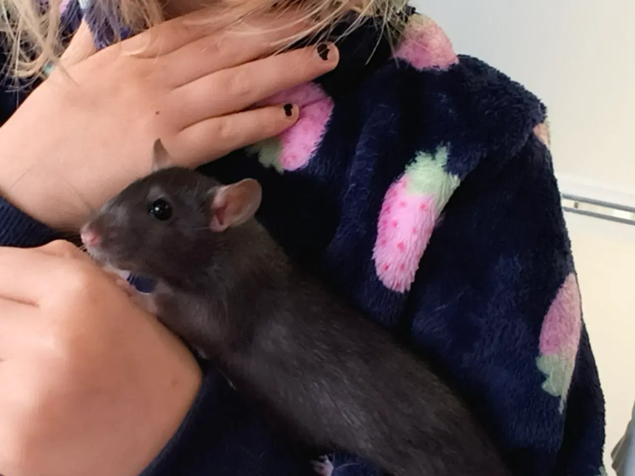 Billede 14 - Rotte piger søger nyt hjem 