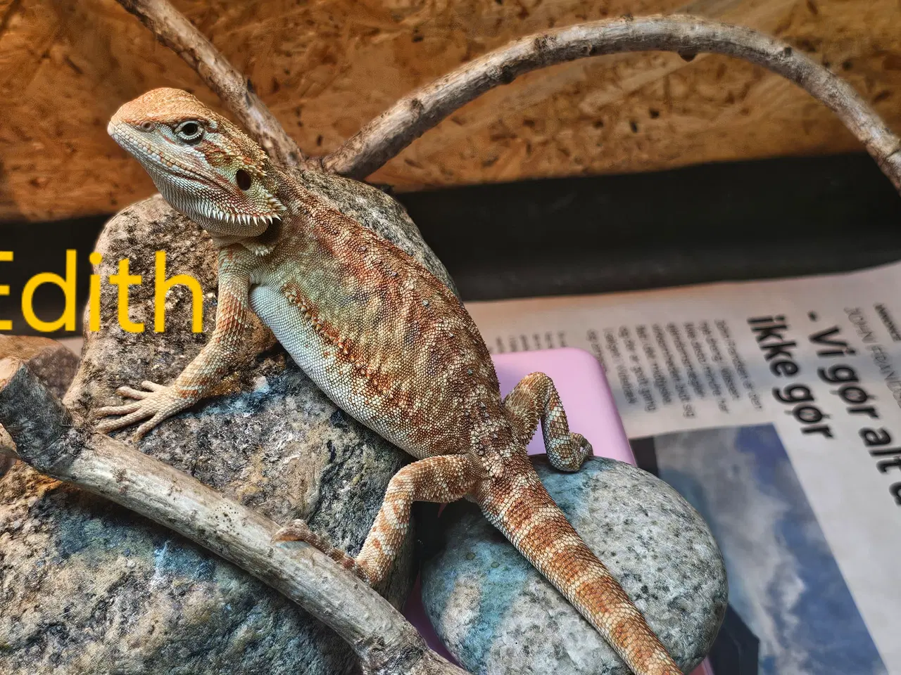 Billede 14 - Skægagame unger med rabat ( : Bud modtages 😊