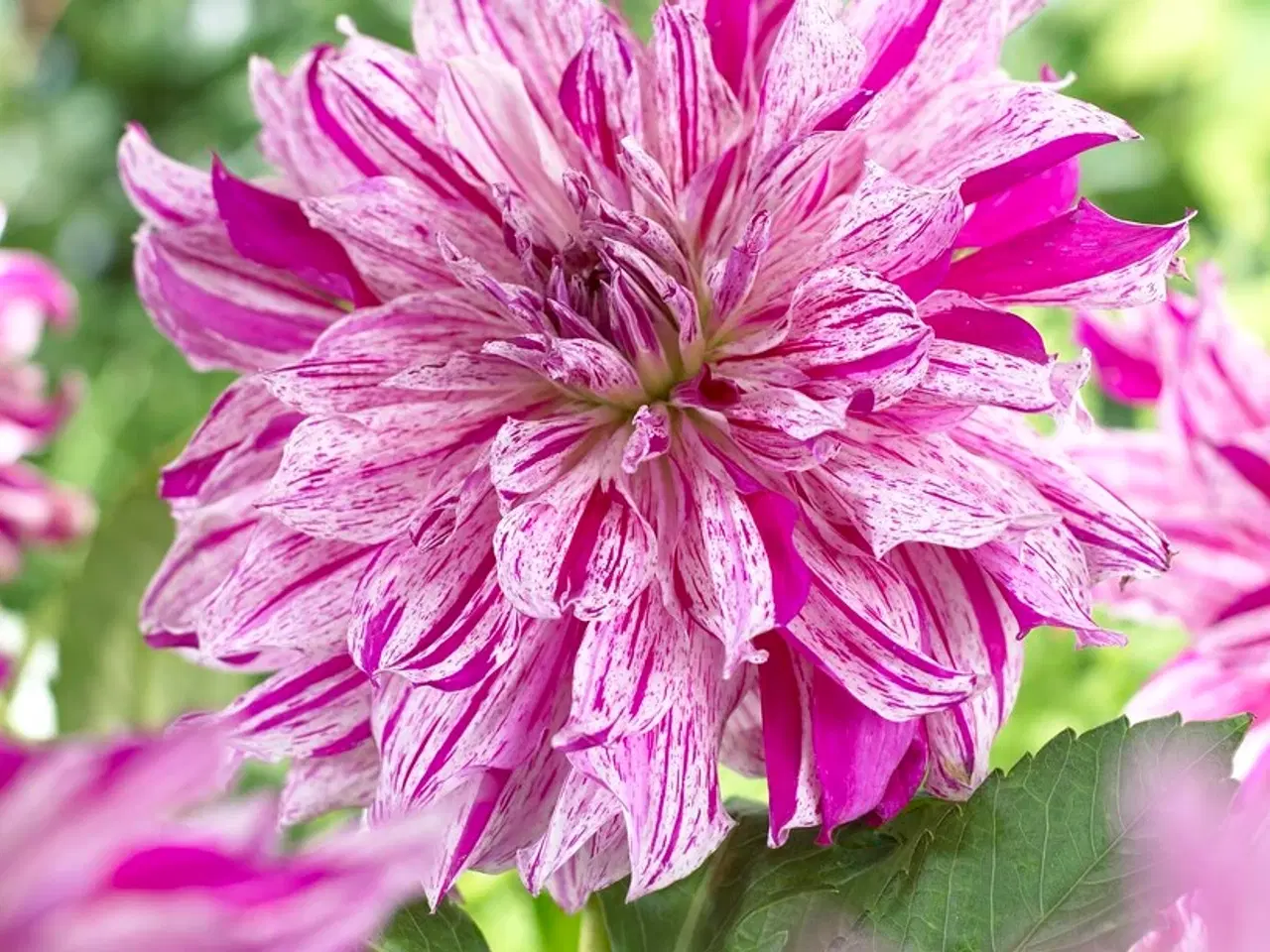 Billede 15 - Dahlia - Stort udvalg af dahlia på Restsalg