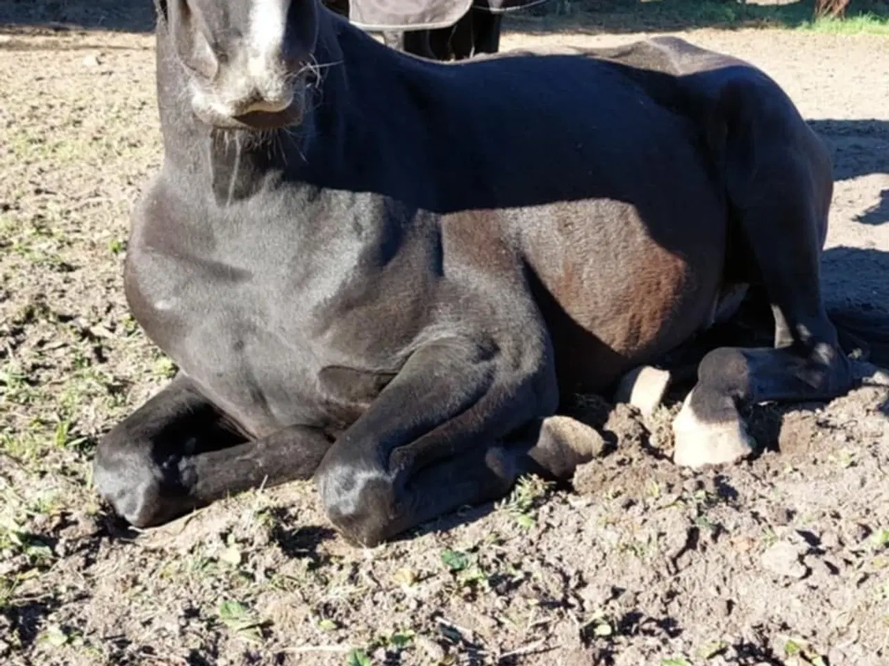 Billede 3 - Dansk Varmblod 4 år