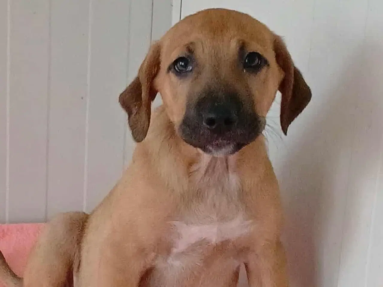 Billede 5 - Lille Odin søger familie