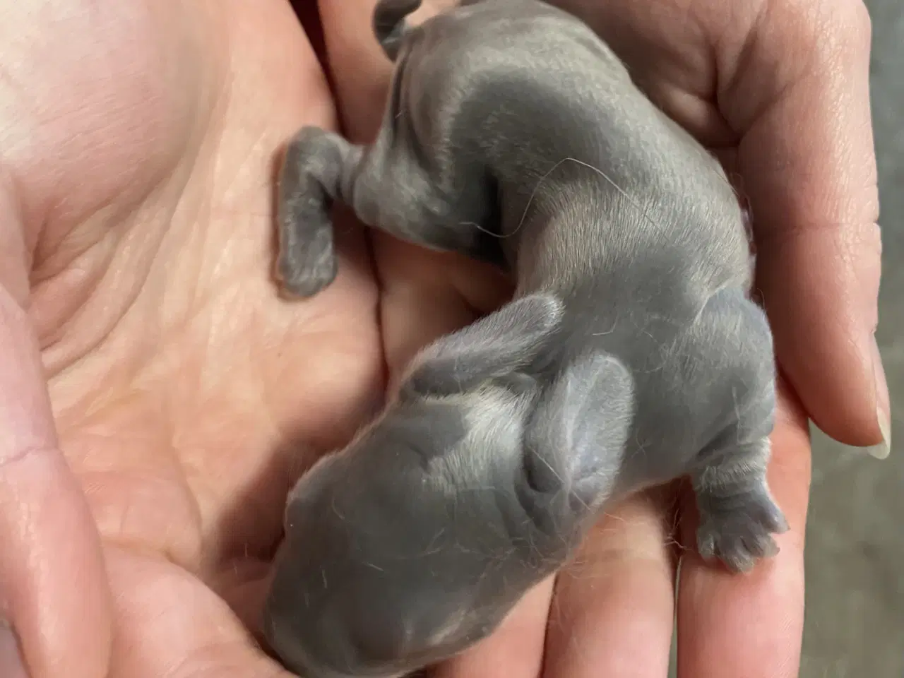 Billede 2 - FRANSK VÆDDER HAN BLÅ