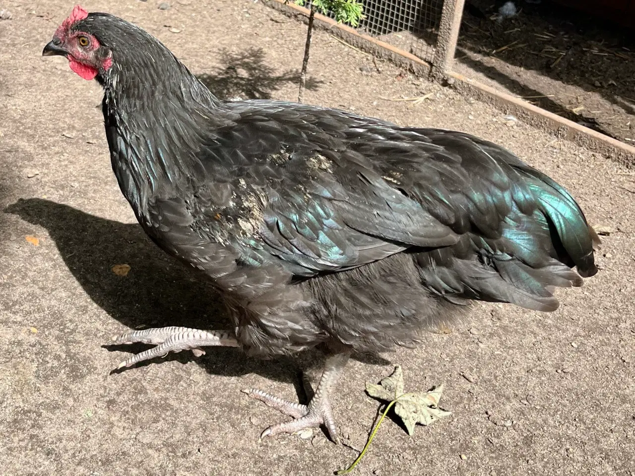 Billede 5 - 4 smukke haner blanding Australorps/ lys sussex