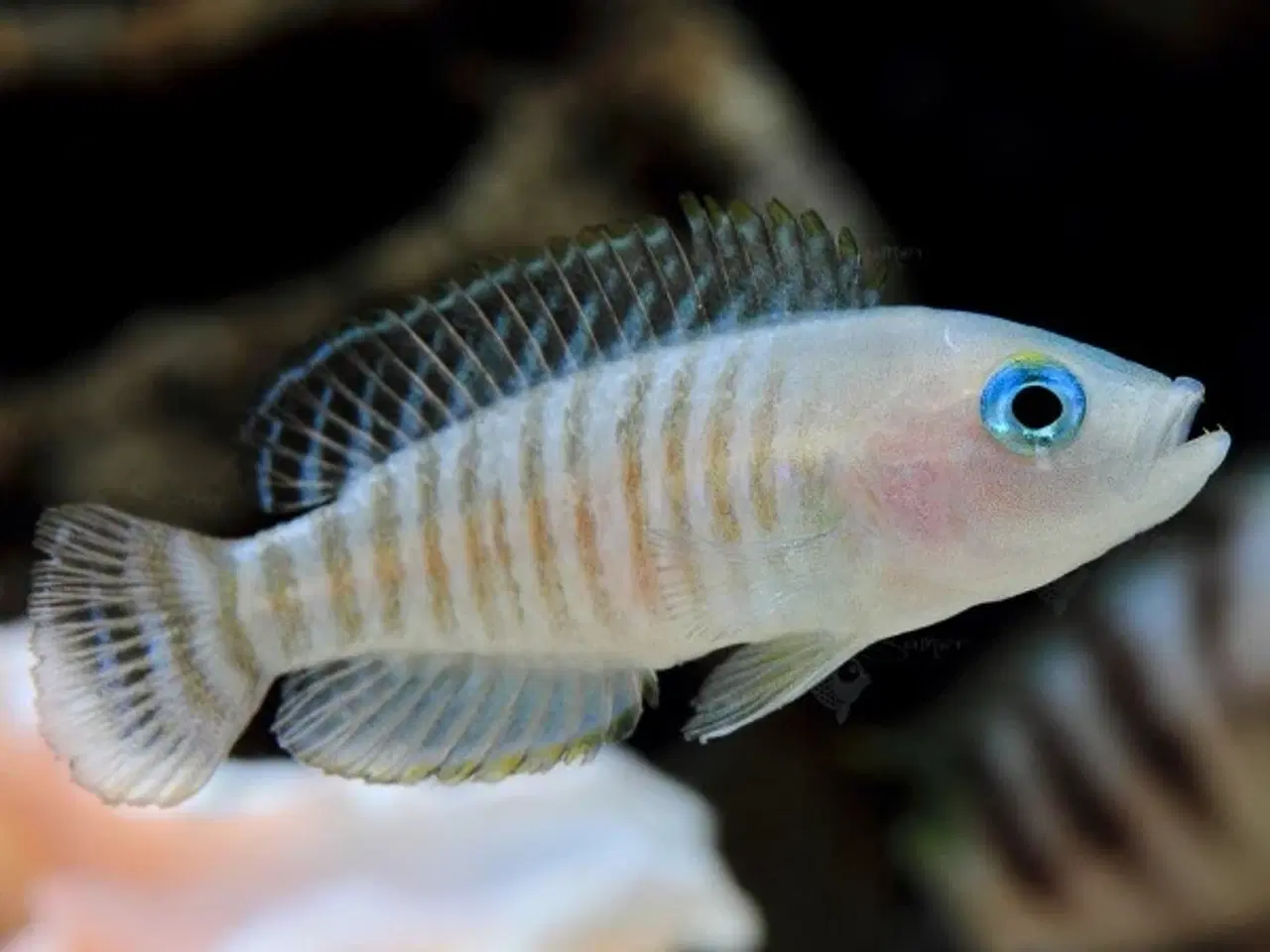 Billede 1 - SneglehusCichlide (Neolamprologus multifasciatus)