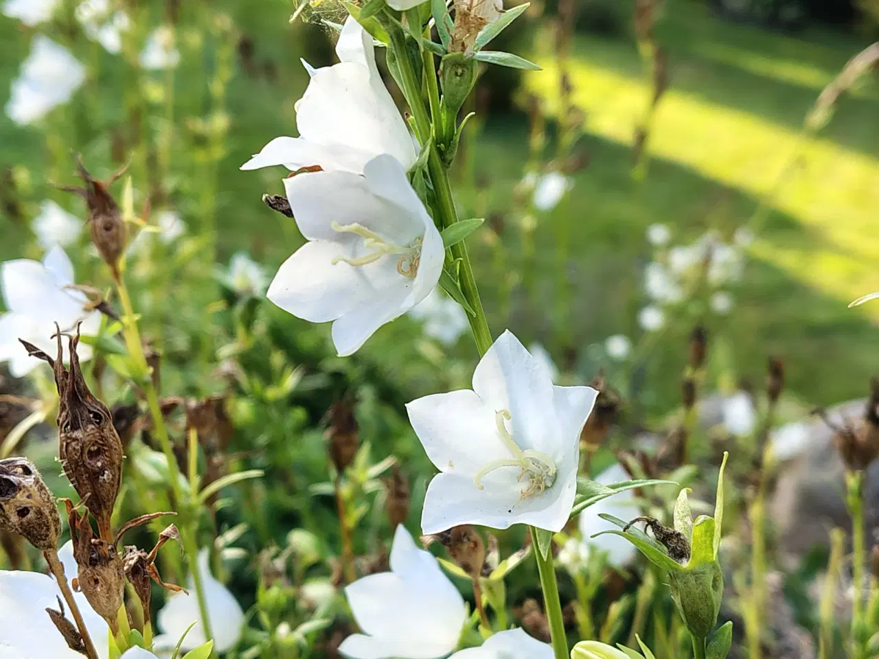Billede 1 - Campanula. Smalbladet Klokke. Persicifolia Alba
