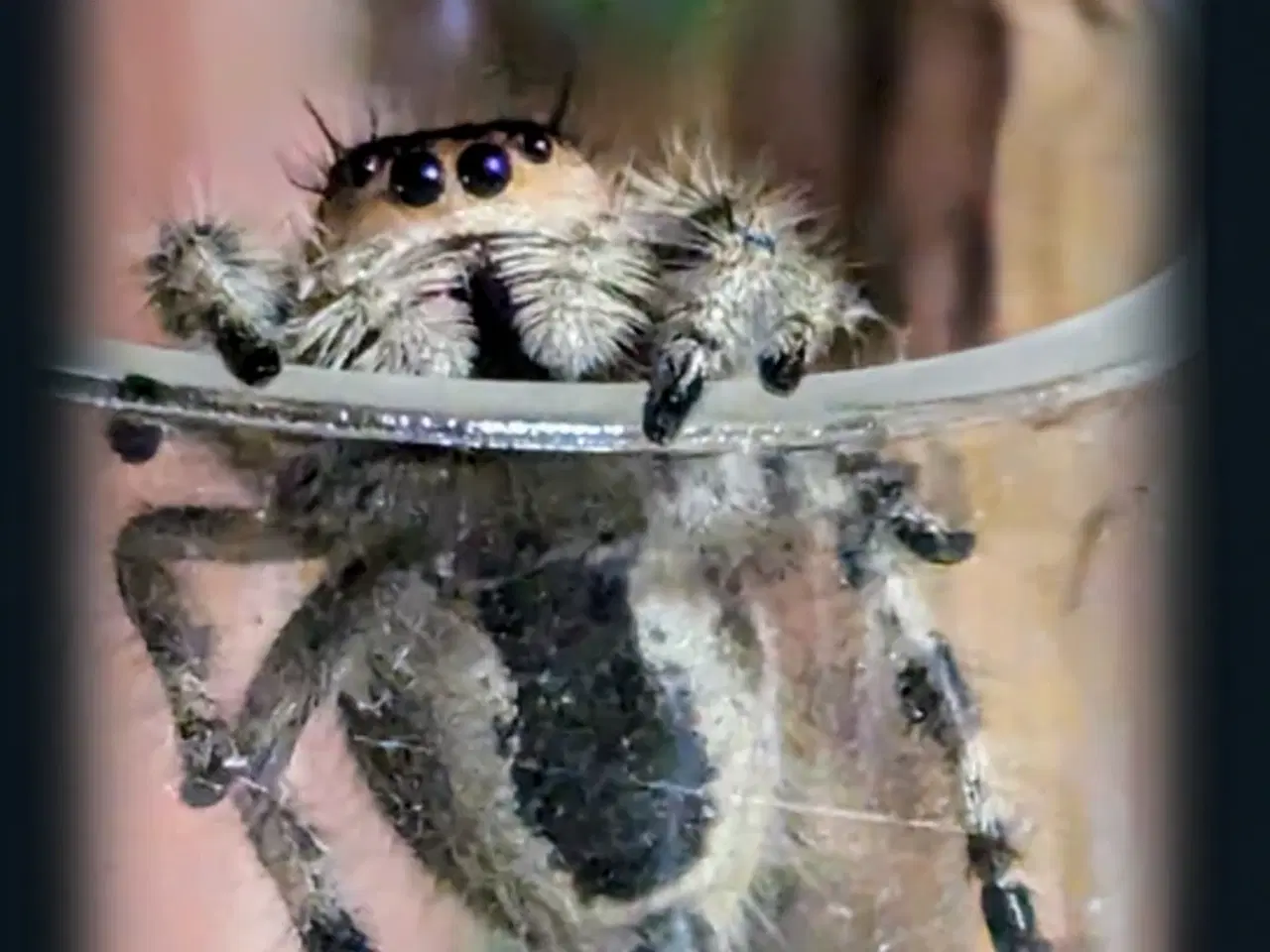 Billede 6 - Edderkop Phidippus regius hunner.